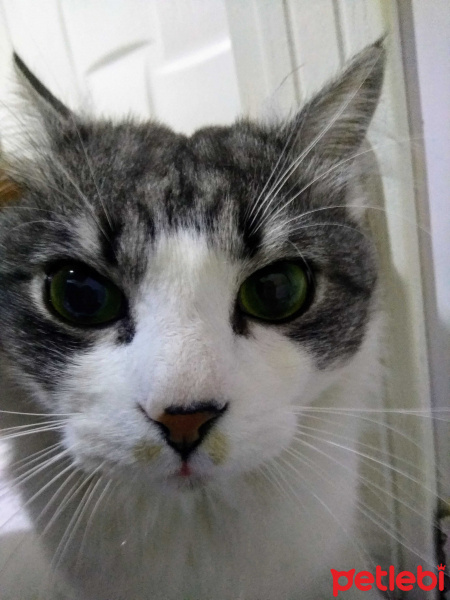 Birman, Kedi  Lokum fotoğrafı