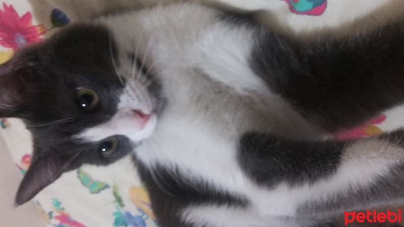 Tekir Kedi, Kedi  İnci fotoğrafı