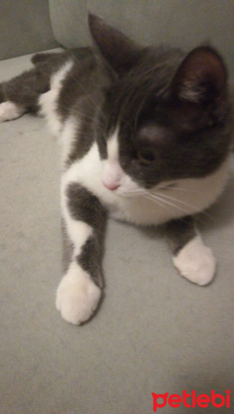 Tekir Kedi, Kedi  İnci fotoğrafı