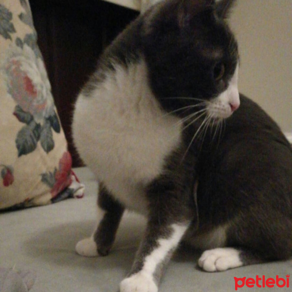 Tekir Kedi, Kedi  İnci fotoğrafı
