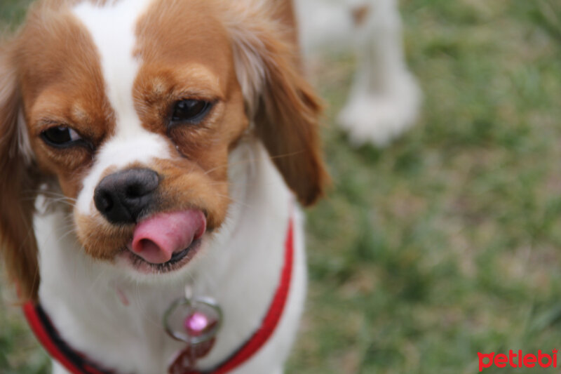 King Charles Spaniel, Köpek  LATTE fotoğrafı