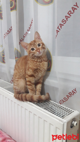 Tekir Kedi, Kedi  Portakal fotoğrafı
