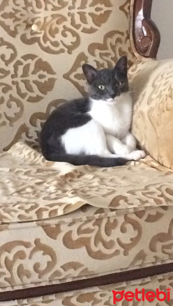 Mavi Rus, Kedi  Karam fotoğrafı