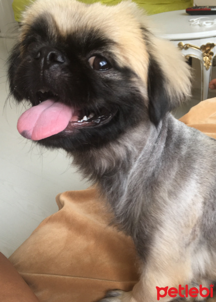Pekingese, Köpek  Liza fotoğrafı