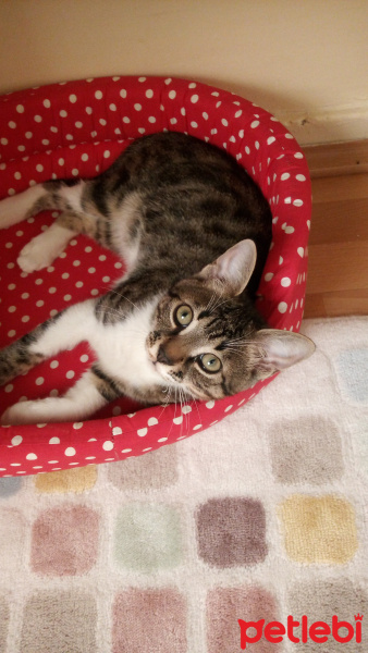 Tekir Kedi, Kedi  Oscar fotoğrafı