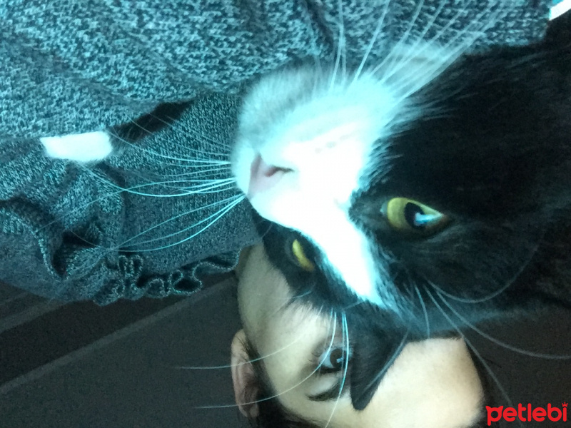 Cymric, Kedi  Arya fotoğrafı