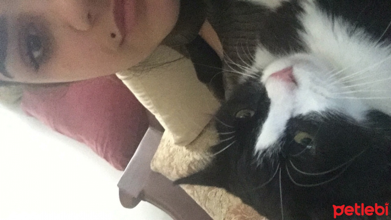 Cymric, Kedi  Arya fotoğrafı