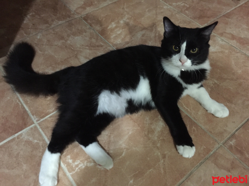 Cymric, Kedi  Arya fotoğrafı
