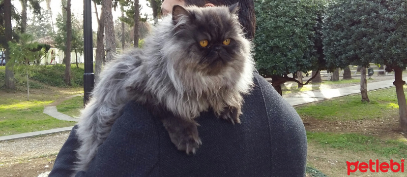 İran Kedisi (Persian), Kedi  Tekila fotoğrafı