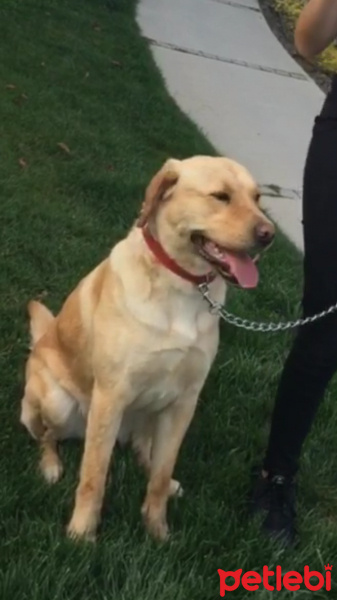 Labrador Retriever, Köpek  Bella fotoğrafı