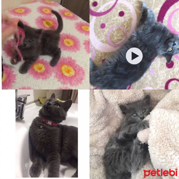 Nebelung, Kedi  Duman fotoğrafı