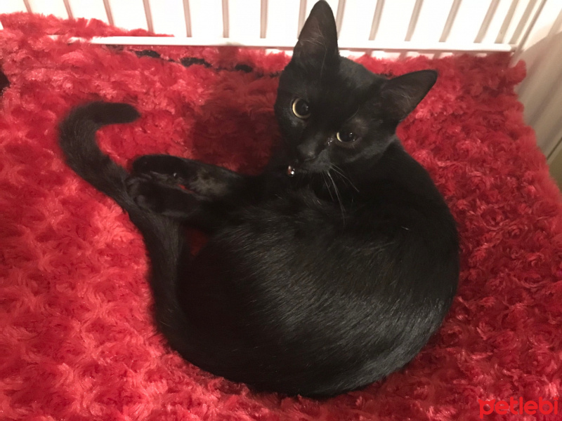 Bombay, Kedi  Haydut fotoğrafı