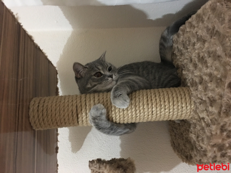 British Shorthair, Kedi  Mia fotoğrafı