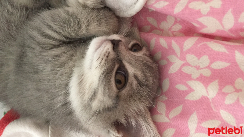 British Shorthair, Kedi  Mia fotoğrafı