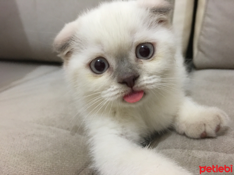 Scottish Fold, Kedi  Kartopu fotoğrafı