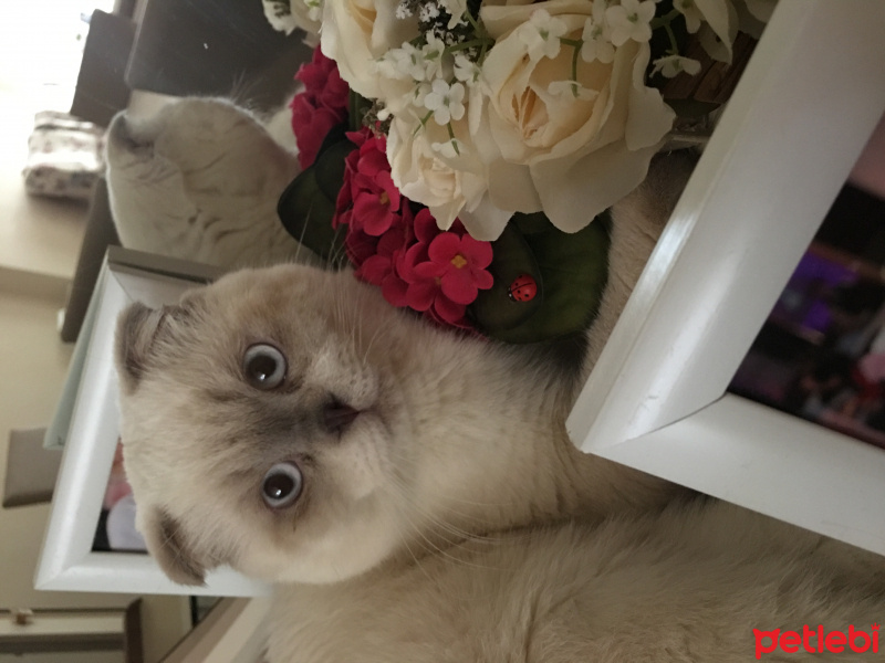 Scottish Fold, Kedi  Kartopu fotoğrafı