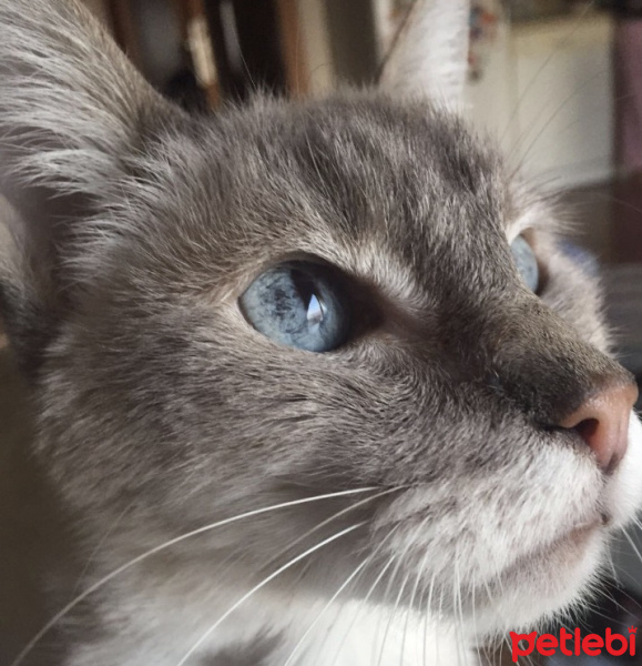 Siyam Kedisi, Kedi  Felix fotoğrafı