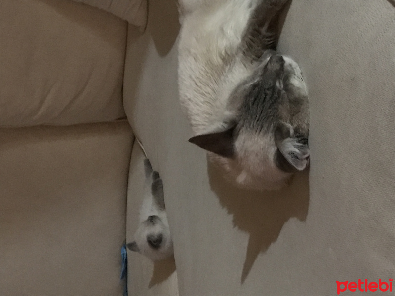Siyam Kedisi, Kedi  Felix fotoğrafı