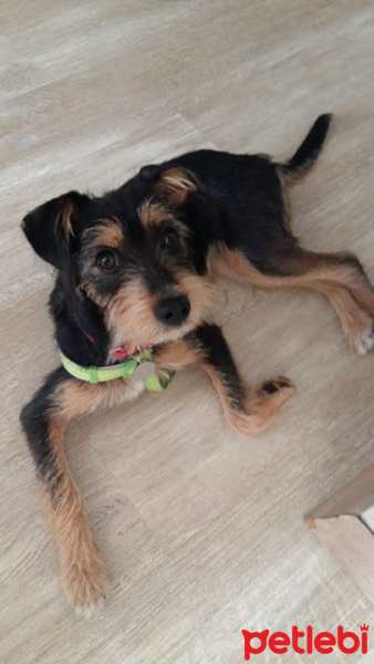 Welsh Terrier, Köpek  Waffle fotoğrafı