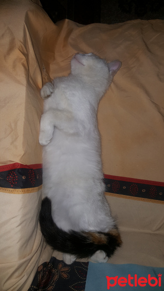 Tekir Kedi, Kedi  pamuk fotoğrafı