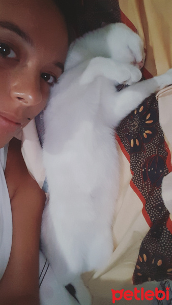 Tekir Kedi, Kedi  pamuk fotoğrafı