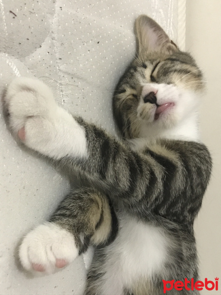 Tekir Kedi, Kedi  Fırfır fotoğrafı