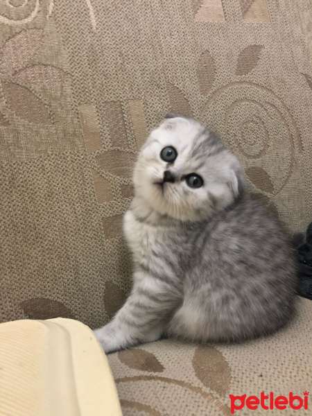 Scottish Fold, Kedi  Mişa fotoğrafı