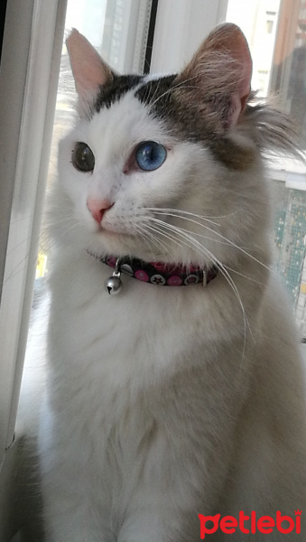 Ankara Kedisi, Kedi  ELİZABETH fotoğrafı
