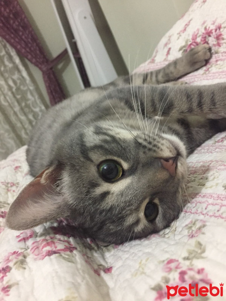 Tekir Kedi, Kedi  Duman fotoğrafı