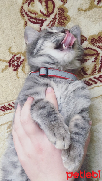 Tekir Kedi, Kedi  Duman fotoğrafı