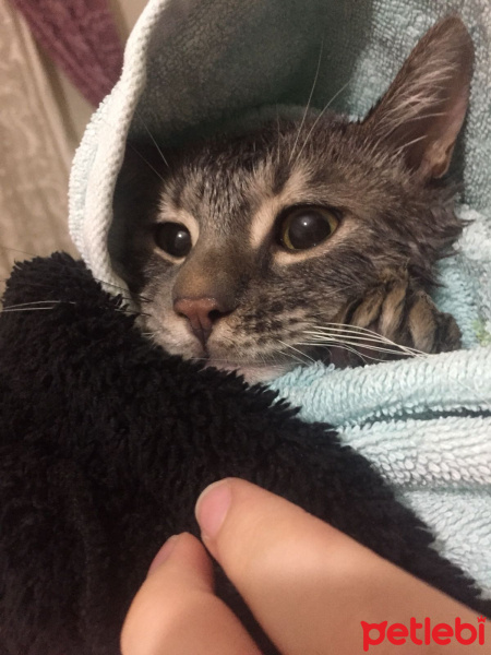 Tekir Kedi, Kedi  Duman fotoğrafı
