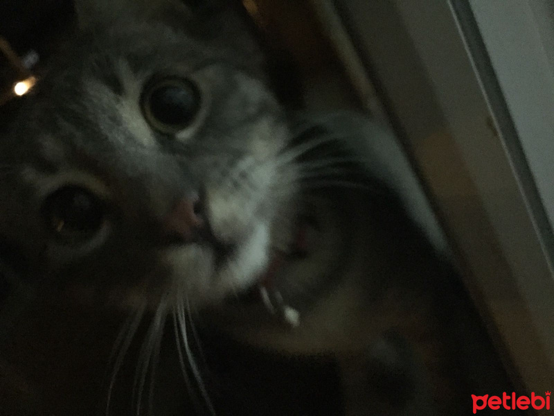 Tekir Kedi, Kedi  Duman fotoğrafı
