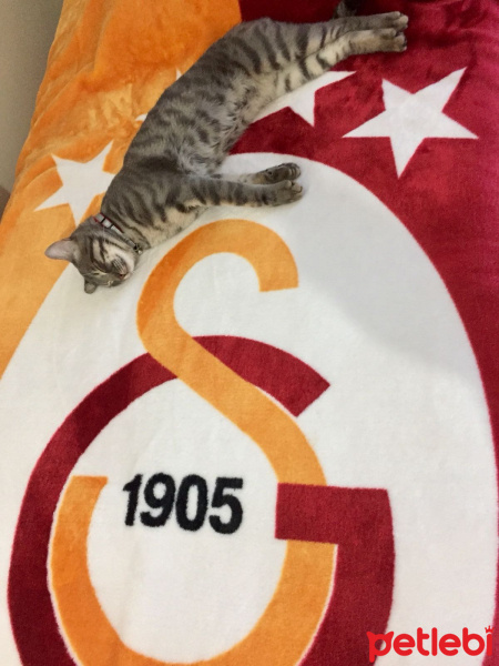 Tekir Kedi, Kedi  Duman fotoğrafı