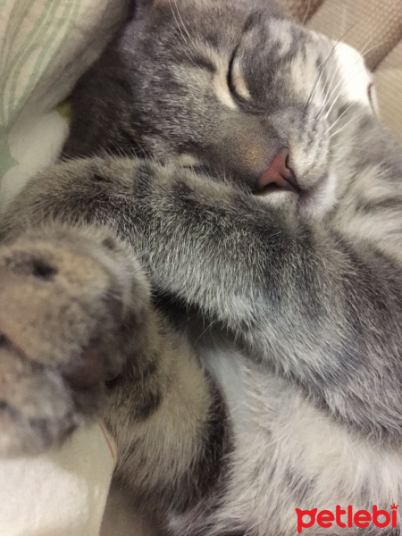 Tekir Kedi, Kedi  Duman fotoğrafı