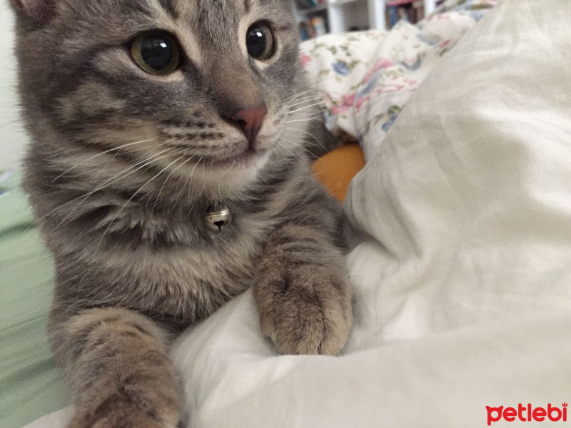 Tekir Kedi, Kedi  Duman fotoğrafı