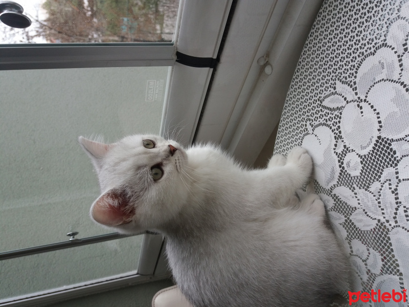 British Shorthair, Kedi  Çiko fotoğrafı