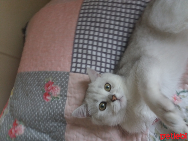 British Shorthair, Kedi  Çiko fotoğrafı