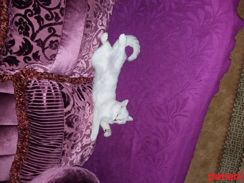 British Shorthair, Kedi  Çiko fotoğrafı