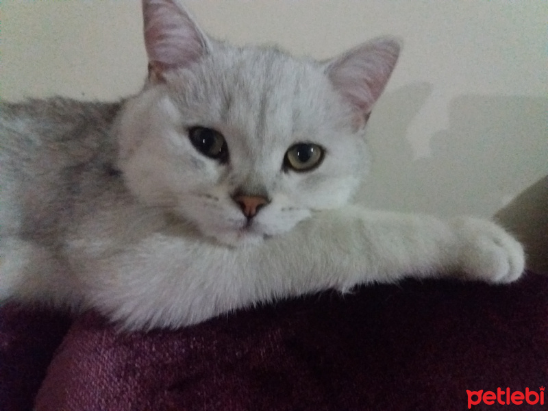 British Shorthair, Kedi  Çiko fotoğrafı