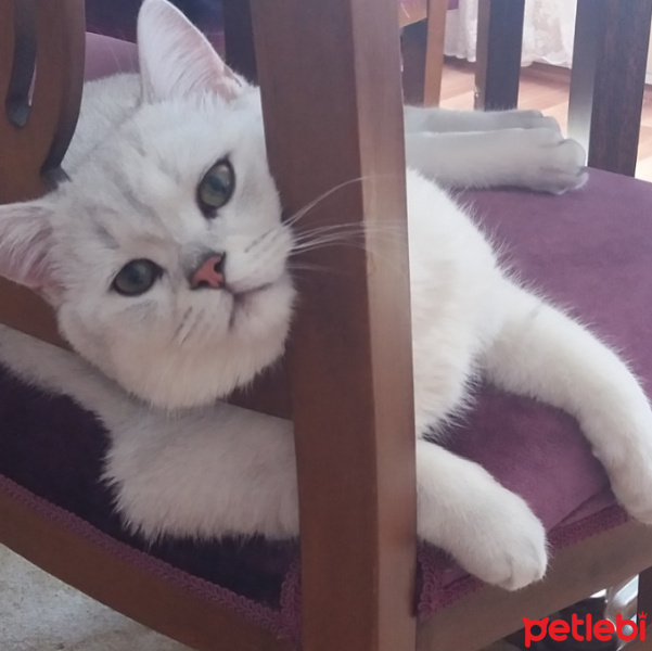 British Shorthair, Kedi  Çiko fotoğrafı