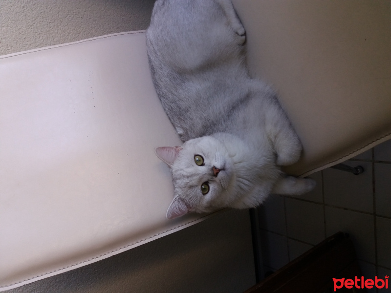 British Shorthair, Kedi  Çiko fotoğrafı