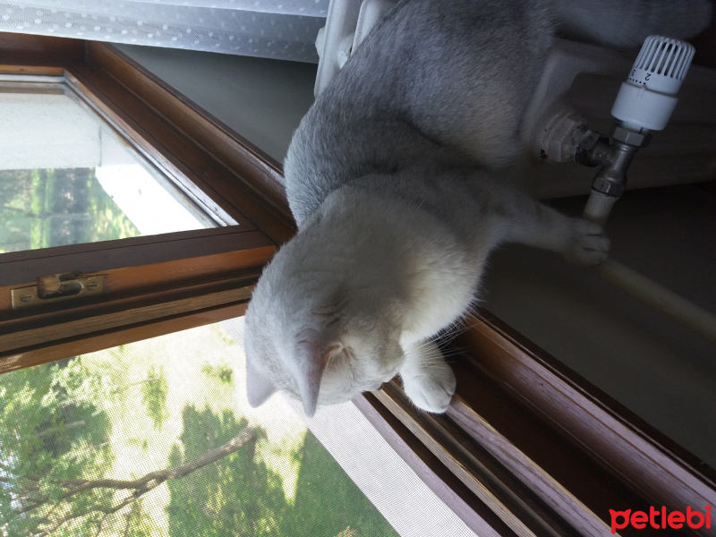 British Shorthair, Kedi  Çiko fotoğrafı