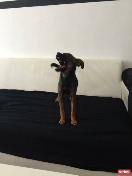 Minyatür Pinscher, Köpek  Mişha fotoğrafı