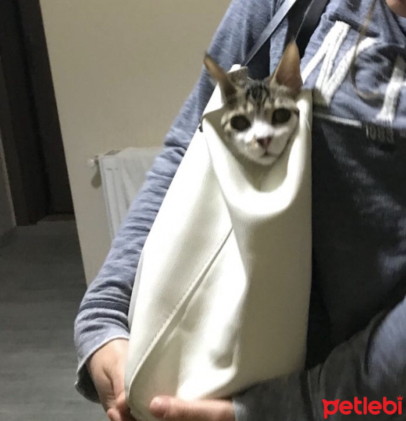 Tekir Kedi, Kedi  Mia fotoğrafı