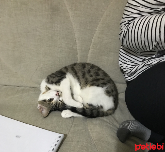Tekir Kedi, Kedi  Mia fotoğrafı