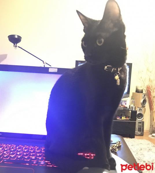Bombay, Kedi  Mişa fotoğrafı