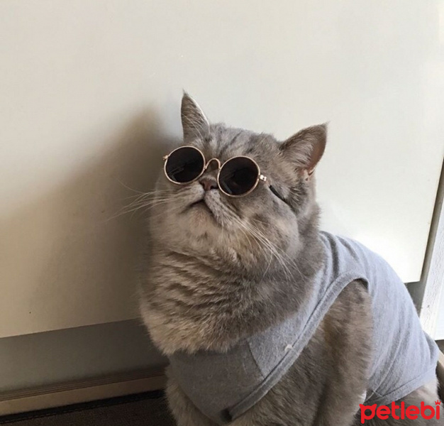 Manx, Kedi  Handuş fotoğrafı