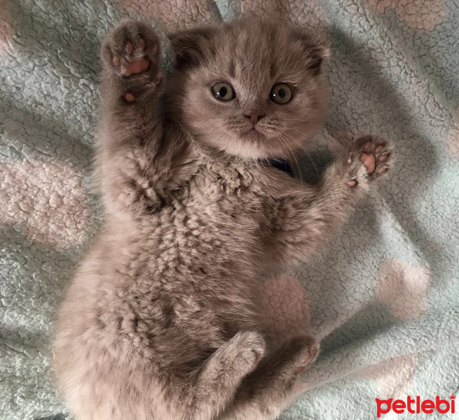 Scottish Fold, Kedi  coco fotoğrafı