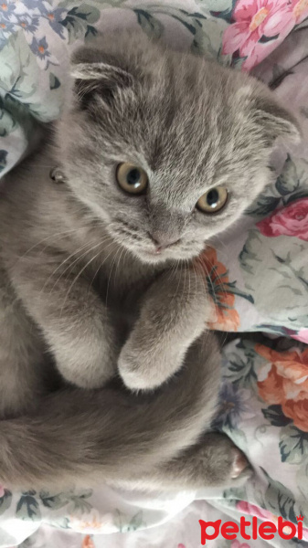 Scottish Fold, Kedi  coco fotoğrafı