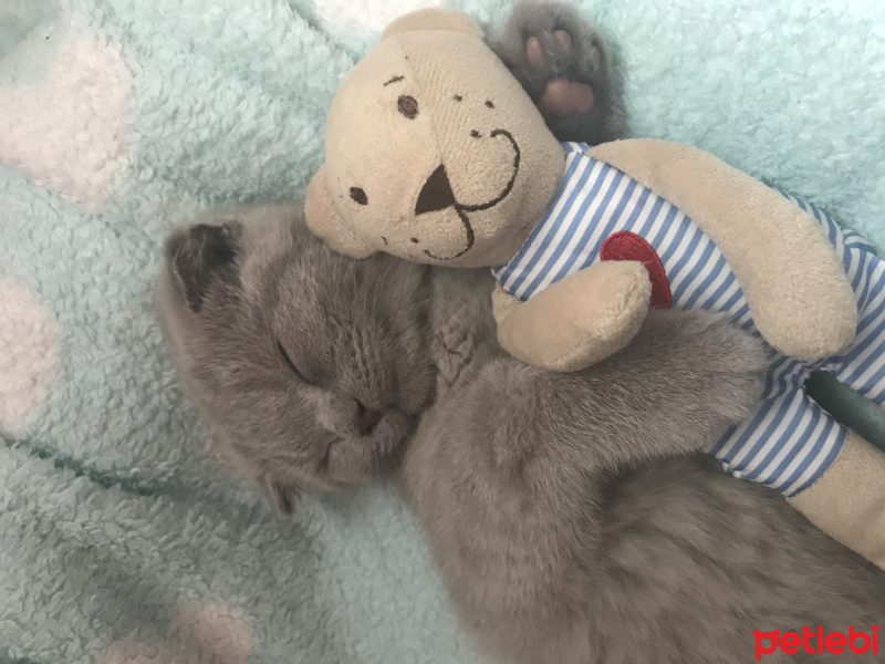 Scottish Fold, Kedi  coco fotoğrafı